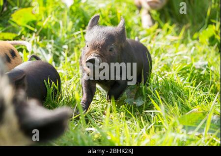 Cumbernauld, Großbritannien. April 2020. Im Bild: Süße Frühlingsferkel spielen in der Wärme des nachmittäglichen Frühlingssonne. Diese kleinen Schweine haben ihren Speck gerettet, da die Blockierung des Coronavirus (COVID-19) dazu geführt hat, dass die Dinge auf dem Bauernhof zum Stillstand gekommen sind und die Tiere vorerst ein neues Leben genießen können. Quelle: Colin Fisher/Alamy Live News Stockfoto