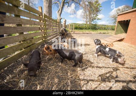 Cumbernauld, Großbritannien. April 2020. Im Bild: Süße Frühlingsferkel spielen in der Wärme des nachmittäglichen Frühlingssonne. Diese kleinen Schweine haben ihren Speck gerettet, da die Blockierung des Coronavirus (COVID-19) dazu geführt hat, dass die Dinge auf dem Bauernhof zum Stillstand gekommen sind und die Tiere vorerst ein neues Leben genießen können. Quelle: Colin Fisher/Alamy Live News Stockfoto