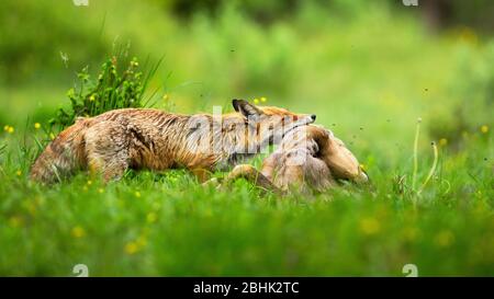 Erwachsener Rotfuchs, der tote Rehe hält, die an Hals auf einer Wiese mit grünem Gras hängen Stockfoto