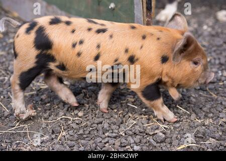 Cumbernauld, Großbritannien. April 2020. Im Bild: Süße Frühlingsferkel spielen in der Wärme des nachmittäglichen Frühlingssonne. Diese kleinen Schweine haben ihren Speck gerettet, da die Blockierung des Coronavirus (COVID-19) dazu geführt hat, dass die Dinge auf dem Bauernhof zum Stillstand gekommen sind und die Tiere vorerst ein neues Leben genießen können. Quelle: Colin Fisher/Alamy Live News Stockfoto