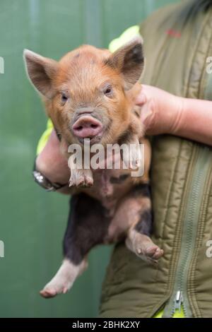 Cumbernauld, Großbritannien. April 2020. Im Bild: Süße Frühlingsferkel spielen in der Wärme des nachmittäglichen Frühlingssonne. Diese kleinen Schweine haben ihren Speck gerettet, da die Blockierung des Coronavirus (COVID-19) dazu geführt hat, dass die Dinge auf dem Bauernhof zum Stillstand gekommen sind und die Tiere vorerst ein neues Leben genießen können. Quelle: Colin Fisher/Alamy Live News Stockfoto