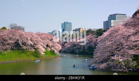 TOKIO JAPAN - 30. MÄRZ 2015 : Chidorigafuchi ist ein Graben im Nordwesten des Kaiserpalastes mit Blumen, die sich im Wasser der moa spiegeln Stockfoto