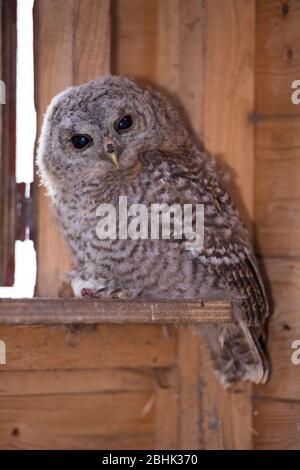 Cumbernauld, Großbritannien. April 2020. Abgebildet: Ein Baby Tawny Owl sitzt auf einer toten Maus, während es die Kamera anschaut. Es wurde gerettet und wird freigegeben, sobald es genug Gewicht legt. Quelle: Colin Fisher/Alamy Live News Stockfoto