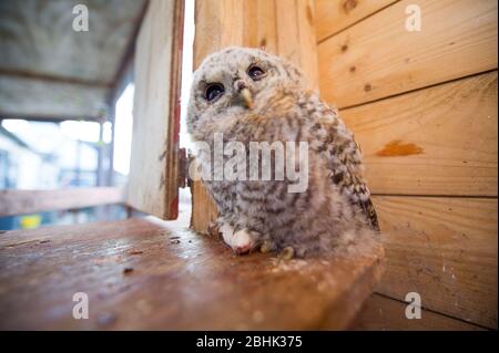 Cumbernauld, Großbritannien. April 2020. Abgebildet: Ein Baby Tawny Owl sitzt auf einer toten Maus, während es die Kamera anschaut. Es wurde gerettet und wird freigegeben, sobald es genug Gewicht legt. Quelle: Colin Fisher/Alamy Live News Stockfoto