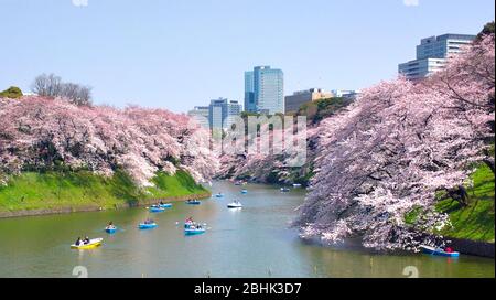 TOKIO JAPAN - 30. MÄRZ 2015 : Chidorigafuchi ist ein Graben im Nordwesten des Kaiserpalastes mit Blumen, die sich im Wasser der moa spiegeln Stockfoto