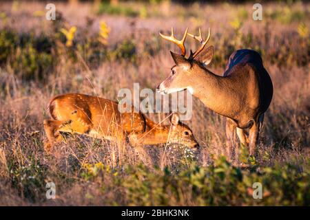 Ein junges Weißschwanz-Fawn mit weißen Flecken prüft einen Geweihbuck. Stockfoto