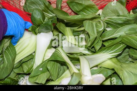 Collards: Verwendet in der südlichen Küche, sind Collard Grüns in der Ernährung ähnlich wie Grünkohl. Aber sie haben eine herzlichere und kitschigere Textur und eine stärkere Stockfoto