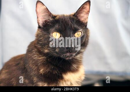 Katzen sind unsere Begleiter während der COVID-19 Pandemie, zu Hause und mit viel Liebe Stockfoto