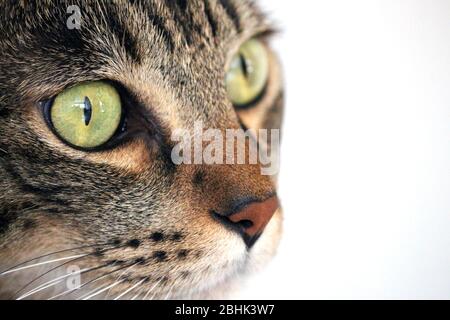 Porträt einer Katze mit grünen Augen. Die Schnauze, zwei Ausdrücke, die Einzigartigkeit seiner Schnurrbärte und die Ruhe. Stockfoto