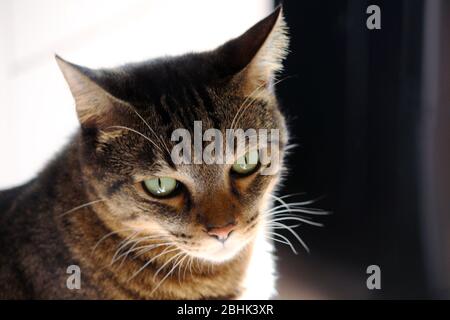 Katzen sind unsere Begleiter während der covid-19 Pandemie, zu Hause und mit viel Liebe. Stockfoto