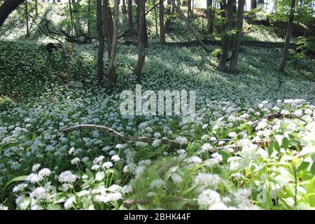 Holzknoblauchzehen mit weißer Blume in österreichischen Wäldern Stockfoto