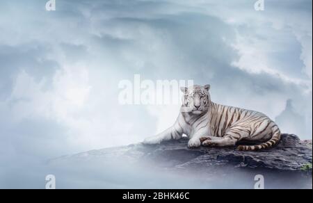 Weißer Tiger auf dem Felsen zwischen den Wolken. Hintergrund der Grußkarte. Stockfoto