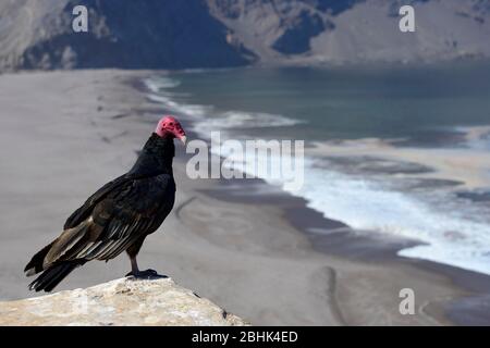 Putengeier (Cathartes Aura) sitzt über der Bucht, Caleta Vitor, Arica y Parinacota Region, Chile Stockfoto