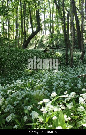 Holzknoblauchholz in einem österreichischen Holz Stockfoto