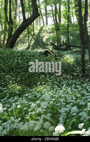 Holzknoblauchzehen mit weißer Blume in österreichischen Wäldern Stockfoto