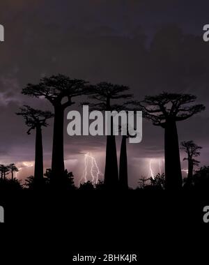 Typische Bäume Madagaskars bekannt als Adansonia, Baobab, Flaschengrube oder Affenbrot mit einem bunten Nachthimmel im Hintergrund mit Sturm Stockfoto