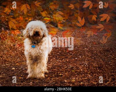 Lagotto Romagnolo Hund auf einem Waldweg im Herbst, Fremington, Devon, Großbritannien Stockfoto