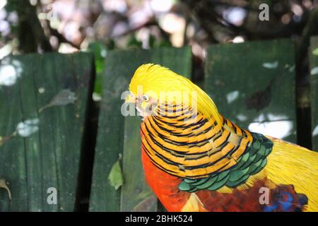 Ein wunderschöner Goldener Pheasant im Vogelschutzgebiet Eden Free Flight Sanctuary, in den Crags in der Nähe der Plettenberg-Bucht, Südafrika, Afrika. Stockfoto