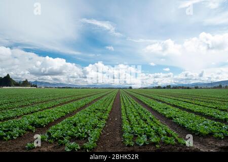 Salat Kulturen wachsen in einem Feld in ländlichen San Benito County, Kalifornien im Frühjahr Stockfoto