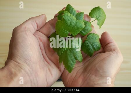 Der junge Sämling. Die Blätter der Beerenpflanze in den Händen des Gärtners oben. Die Handflächen eines alten Mannes mit Johannisbeerlaub. Unscharfer Hintergrund mit einem Stockfoto