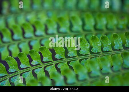 Arty Farns im Nebelwald des La Amistad National Park (PILA), Provinz Chiriqui, Republik Panama Stockfoto
