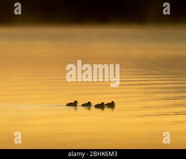 Silhouetted tufted Enten (Aythya fuligala) einander durch ruhiges Wasser in einem goldenen Sonnenaufgang folgen. Loch Leven National Nature Reserve, Schottland, Stockfoto