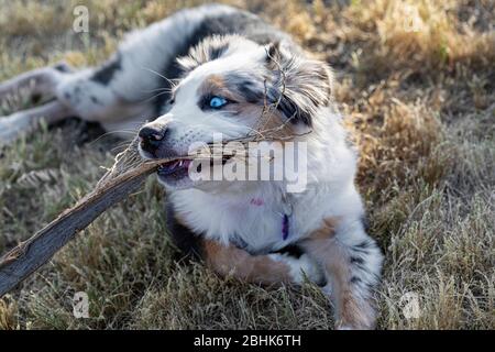 Australian Shepherd Welpen kauen auf einem Stock im Hof Stockfoto