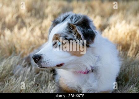Liebenswert Australian Shepherd Welpen im Gras liegen. Stockfoto