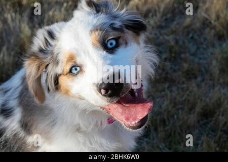 Netter Hund, australischer Schäferhund, verspielt und dumm. Stockfoto