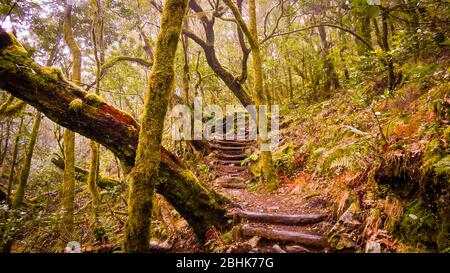 Moosbewachsener Nebelwald im Nationalpark Garajonay auf La Gomera Stockfoto