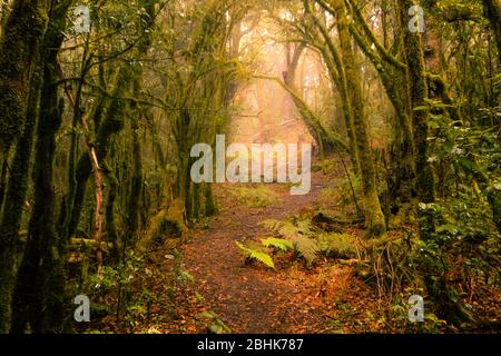 Moosbewachsener Nebelwald im Nationalpark Garajonay auf La Gomera Stockfoto