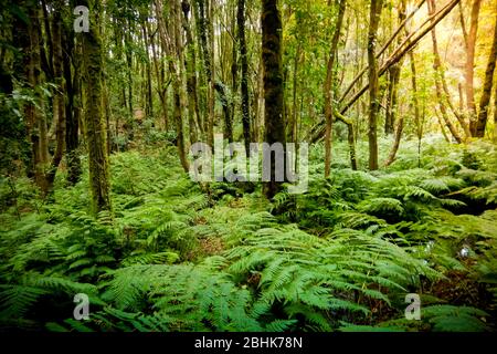 Moosbewachsener Nebelwald im Nationalpark Garajonay auf La Gomera Stockfoto