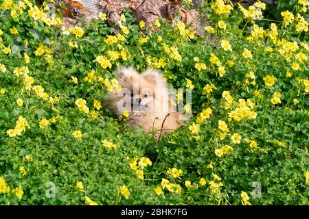 Niedliche flauschige charmante Rotschopf Pommerschen spitz sitzt im Gras Stockfoto