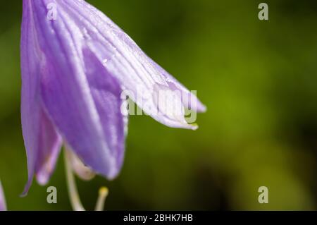 Blume lila Hosta wächst im Sommer Garten Stockfoto