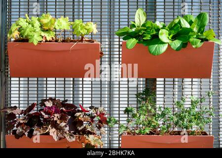 Pflanzgefäße an einem Zaun befestigt. Orangefarbene Blumentöpfe mit verschiedenen Pflanzen. Pflanzen in Containern gepflanzt, vertikale Garten Idee. Stockfoto