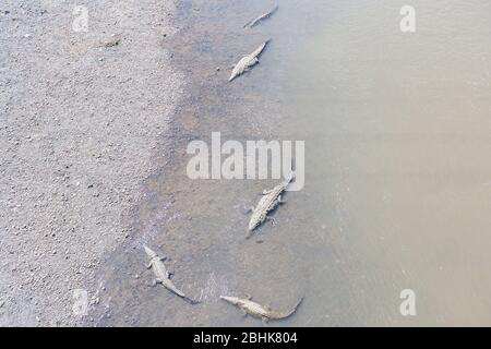 Amerikanische Krokodile (Crocodylus acutus) Baden, Tarcoles Fluss, Jaco, Costa Rica Stockfoto