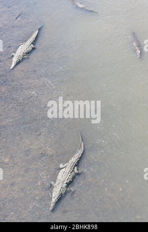 Amerikanische Krokodile (Crocodylus acutus) Baden, Tarcoles Fluss, Jaco, Costa Rica Stockfoto