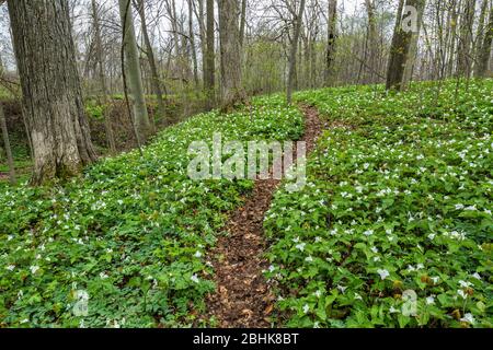 Wanderung durch das natürliche Bett der großen blühenden Trillium, Trillium grandiflorum, Trillium Ravine Nature Preserve, im Besitz der Michigan Nature Association Stockfoto