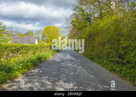 Die Magie der Perceton Wälder im Frühling und eine schöne Landstraße oder Straße mit Schatten auf der Straße. Stockfoto