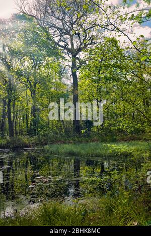 Die Magie der Perceton Wälder und Baumspiegelungen im Frühling mit Morgensonne, die durch die Bäume auf einen kleinen Waldsee reflektiert. Stockfoto