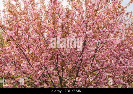 Breiter schöner japanischer Sakura-Baum mit vielen Zweigen voller rosa Blüten, Frühlingsblüte, florales Muster Stockfoto