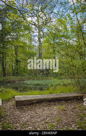 Die Magie der Perceton Wälder mit einer Bank aus einem Baumstamm und Baumreflexionen im Frühjahr mit Morgensonne durch die Bäume reflektiert Stockfoto