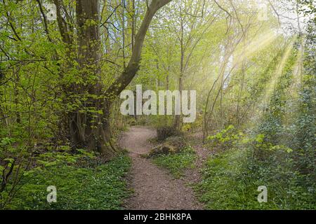 Die Magie der Perceton Wälder im Frühling mit Morgensonne, die durch die Bäume reflektiert wird Stockfoto