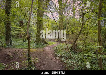 Die Magie der Perceton Wälder im Frühling mit Morgensonne, die durch die Bäume reflektiert wird Stockfoto