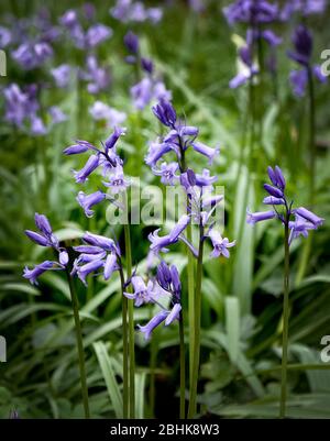 Die Magie der Perceton Wälder im Frühling mit einigen frühen Bluebells Stockfoto