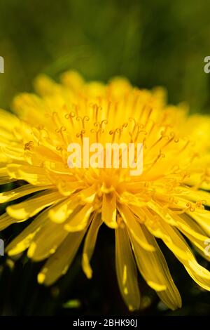 Luton, Großbritannien - 26. April 2020: Makroaufnahme eines Löwenzahns. Sie erleben den Pollen und die kleine zerbrechliche Textur eines Löwenzahns Stockfoto