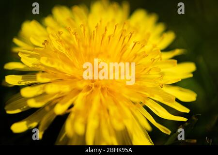 Luton, Großbritannien - 26. April 2020: Makroaufnahme eines Löwenzahns. Sie erleben den Pollen und die kleine zerbrechliche Textur eines Löwenzahns Stockfoto