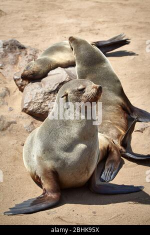 Robben im Cape Cross Seal Reserve. Stockfoto