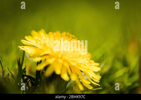 Luton, Großbritannien - 26. April 2020: Makroaufnahme eines Löwenzahns. Sie erleben den Pollen und die kleine zerbrechliche Textur eines Löwenzahns Stockfoto