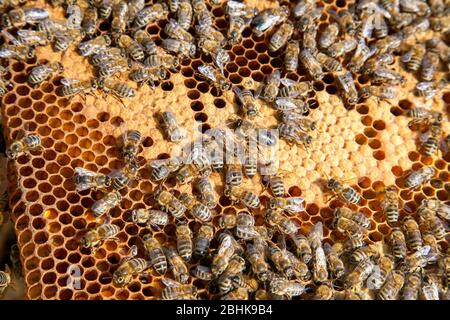 Frames eines Bienenstockes. Besetzt die Bienen im Bienenkorb mit offenen und geschlossenen Zellen für ihre Jungen. Geburt von o Eine junge Bienen. Übersicht Nahaufnahme einige Tiere und Stockfoto